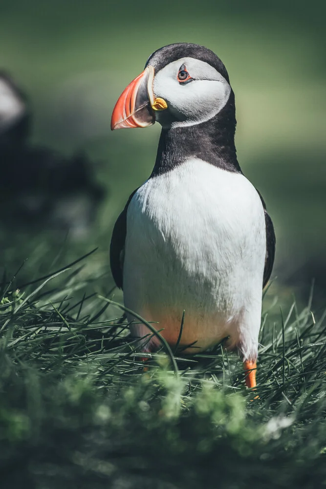 Papageientaucher auf den Färöer Inseln - fotokunst von Christoph Sangmeister