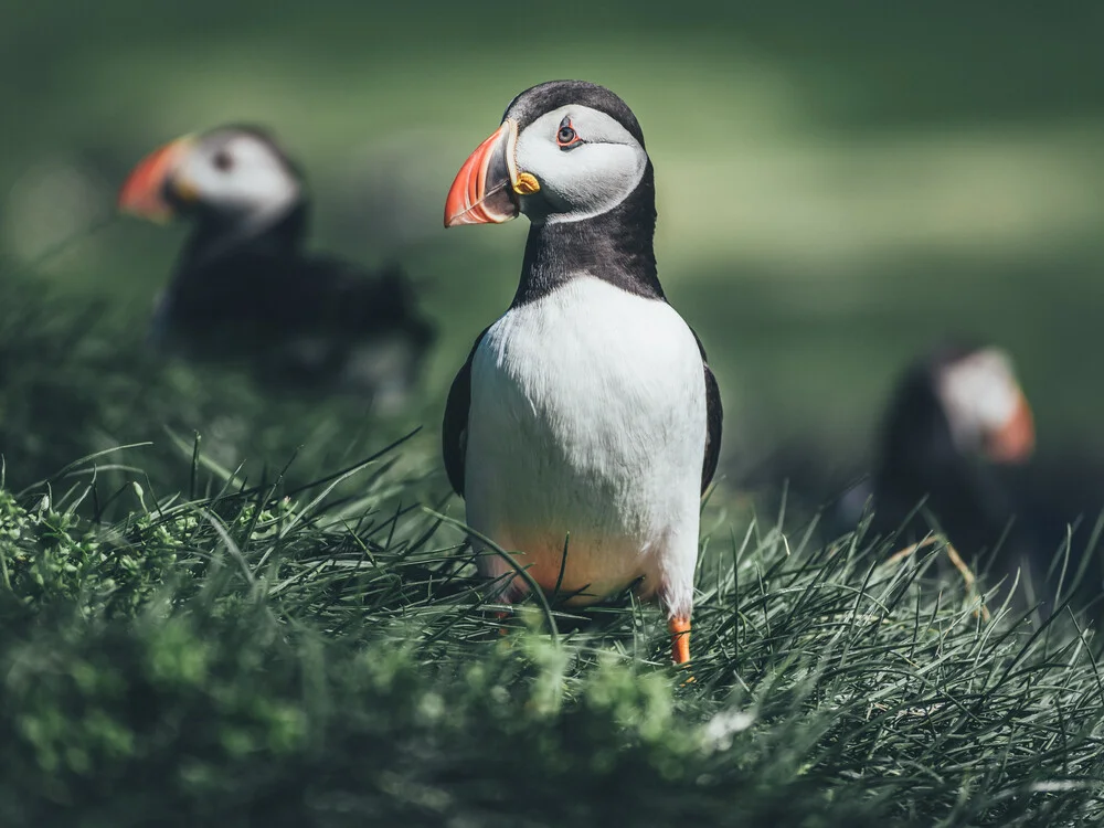 Puffins at the faroe islands - Fineart photography by Christoph Sangmeister