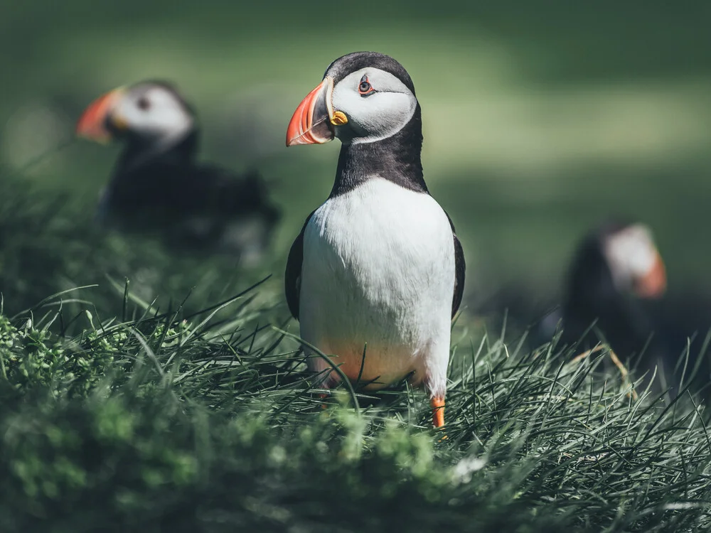 Papageientaucher auf den Färöer Inseln - fotokunst von Christoph Sangmeister