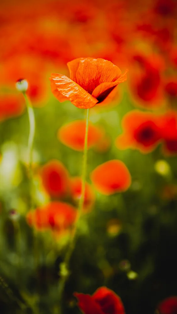 Blossom - fotokunst von Nicklas Walther