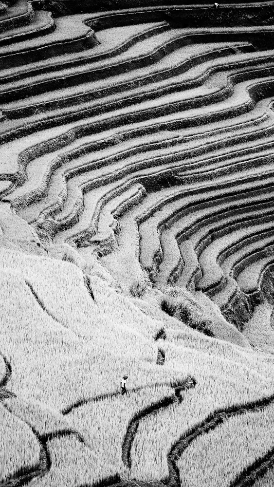 Ricefield - fotokunst von Nicklas Walther