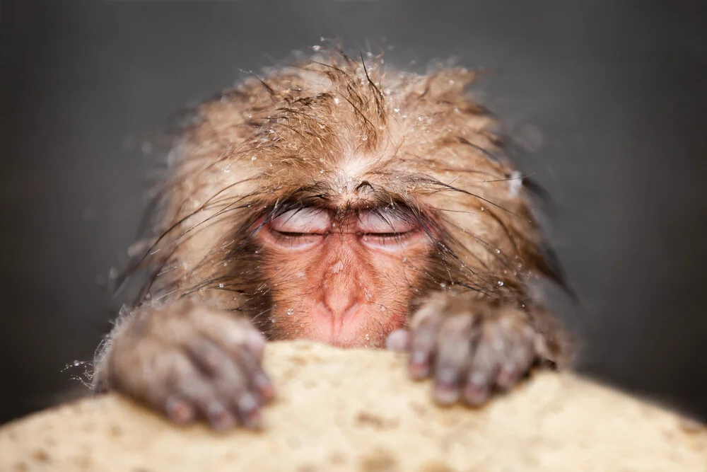 Japanese snow monkey relaxes while bathing - Fineart photography by Jan Becke