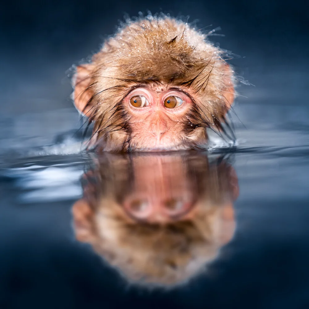 Japanischer Schneeaffe beim Baden - fotokunst von Jan Becke