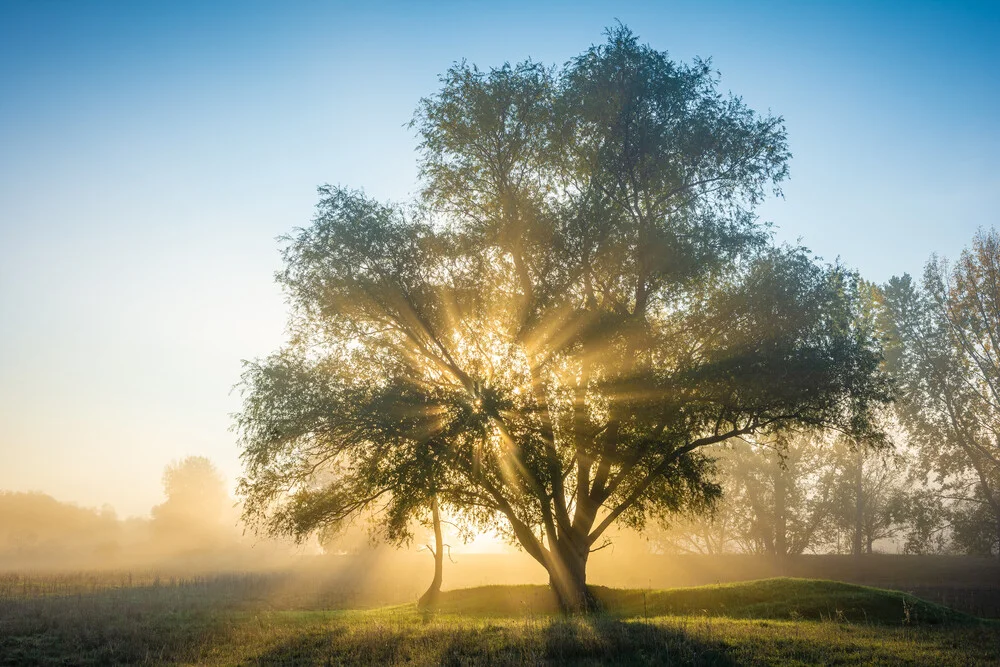 Baum im Herbstlicht - fotokunst von Martin Wasilewski