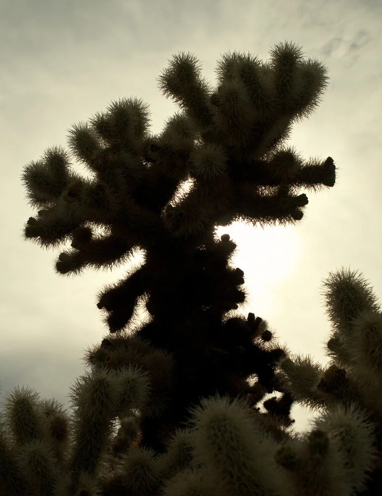 Joshua Tree - fotokunst von Aurica Voss