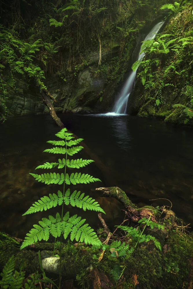 Asturias Waterfall Cascada Gorgollon with fern - Fineart photography by Jean Claude Castor