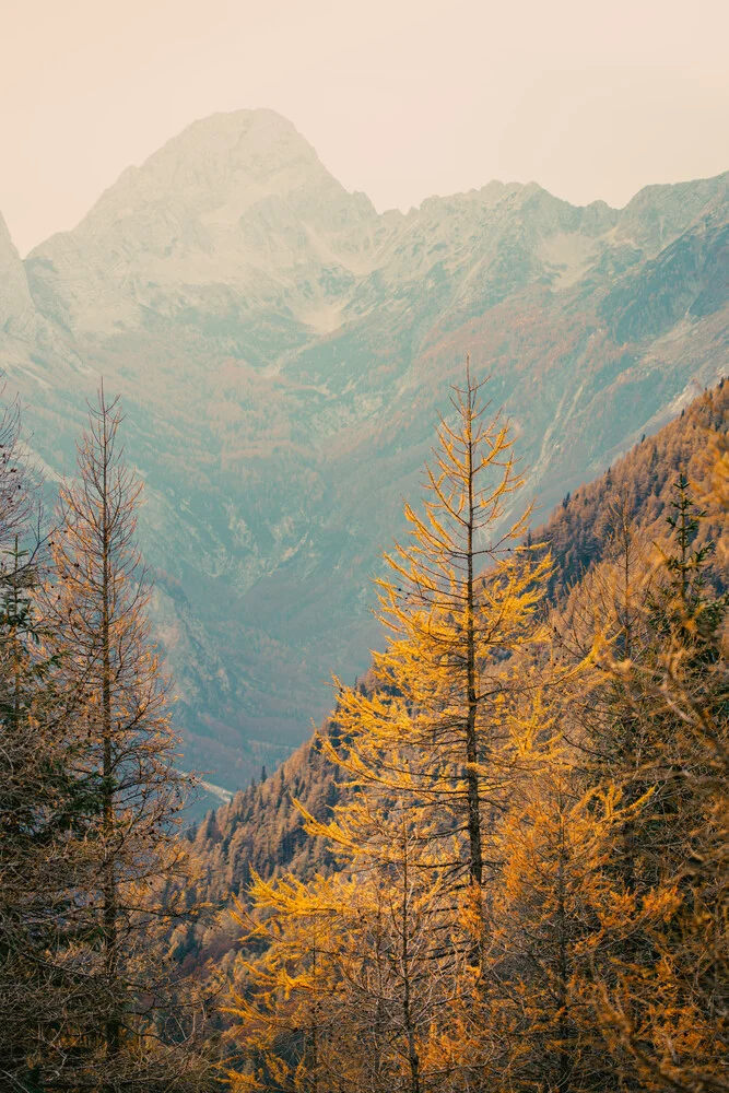 Let's away ... Leuchtende Lärche in den Julischen Alpen - fotokunst von Eva Stadler