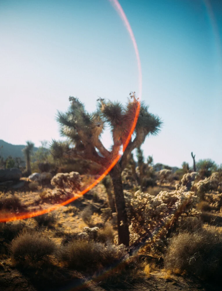 Joshua Tree - Fineart photography by Sebastian Trägner