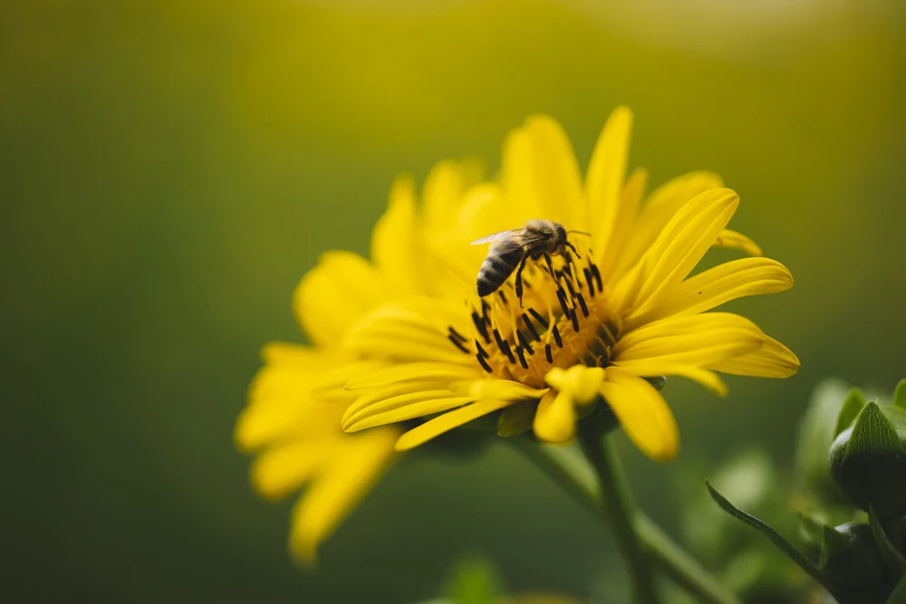 gelbe Blüte mit Biene, Deutschland – Fotokunst von Nadja Jacke als Poster oder Acrylglasbild