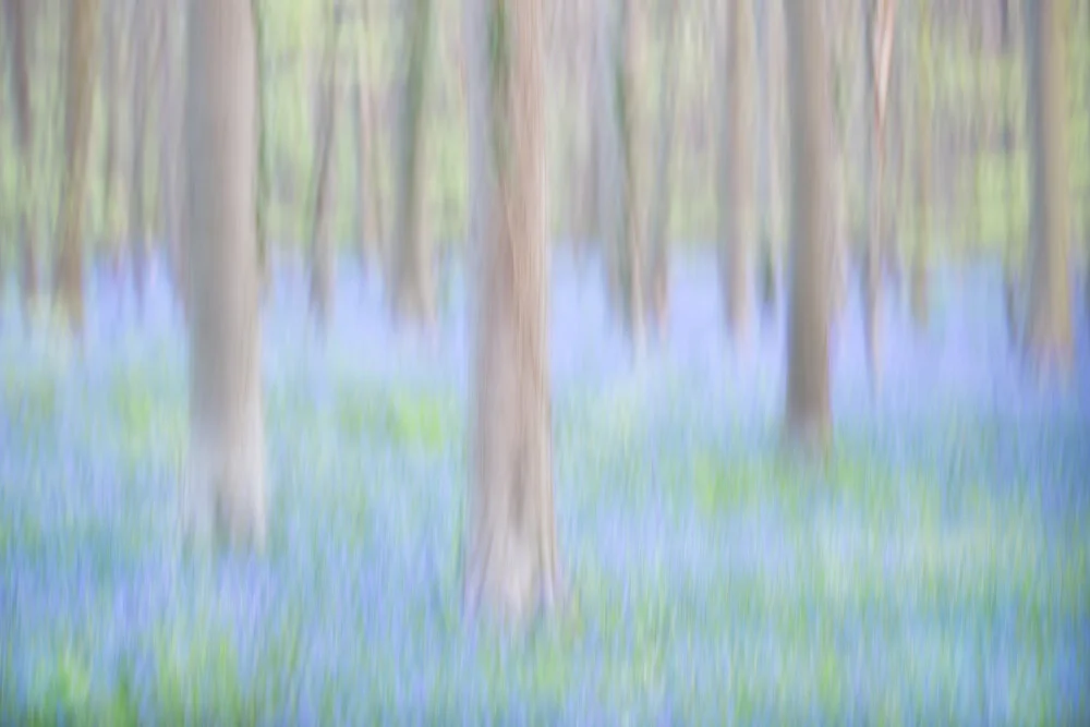 Der Wald der blauen Blüten - fotokunst von Rolf Schnepp