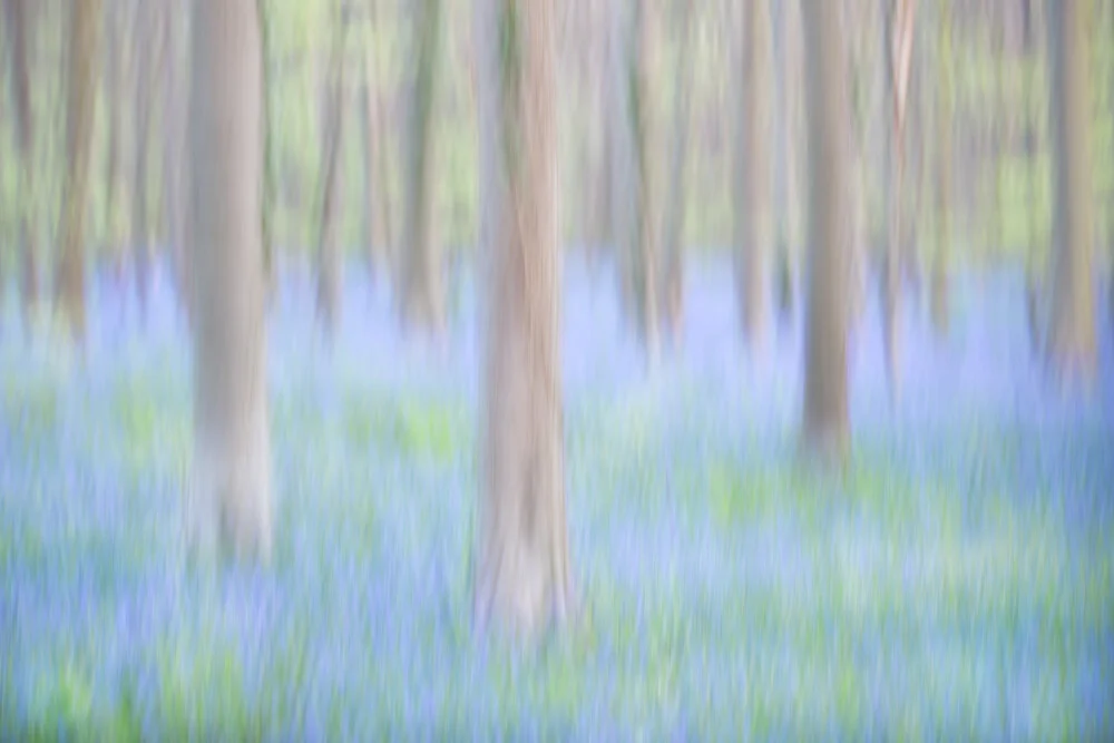 Blue bells - Fineart photography by Rolf Schnepp