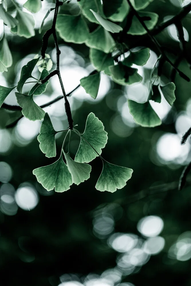 Ginko - fotokunst von Mareike Böhmer