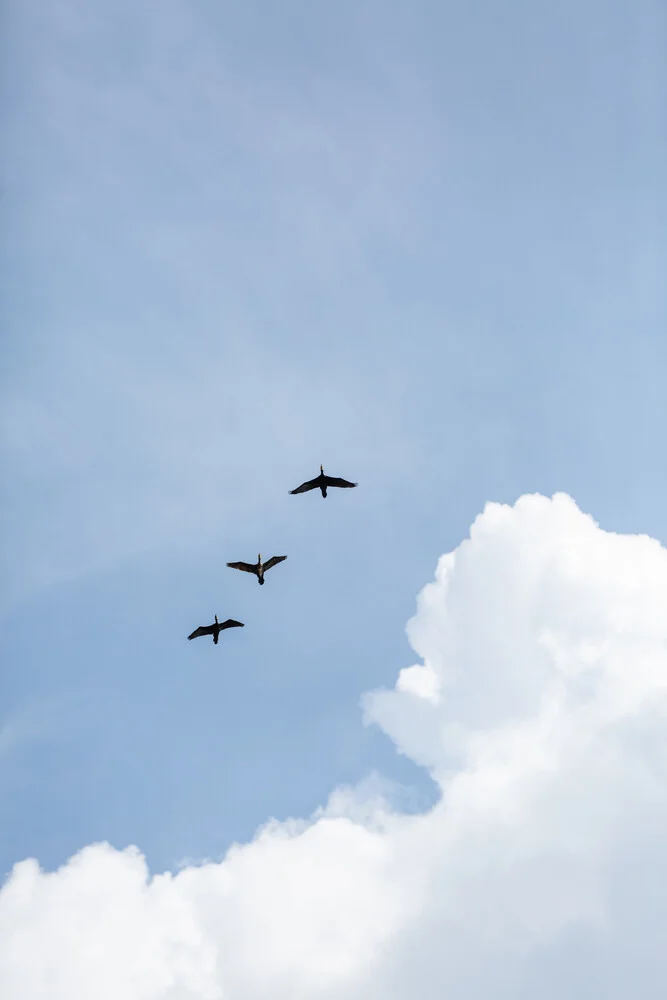 Flying Home - fotokunst von Mareike Böhmer