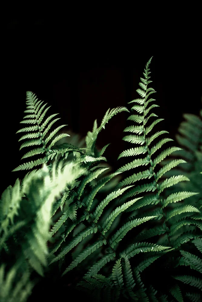 Fern 2 - Fineart photography by Mareike Böhmer