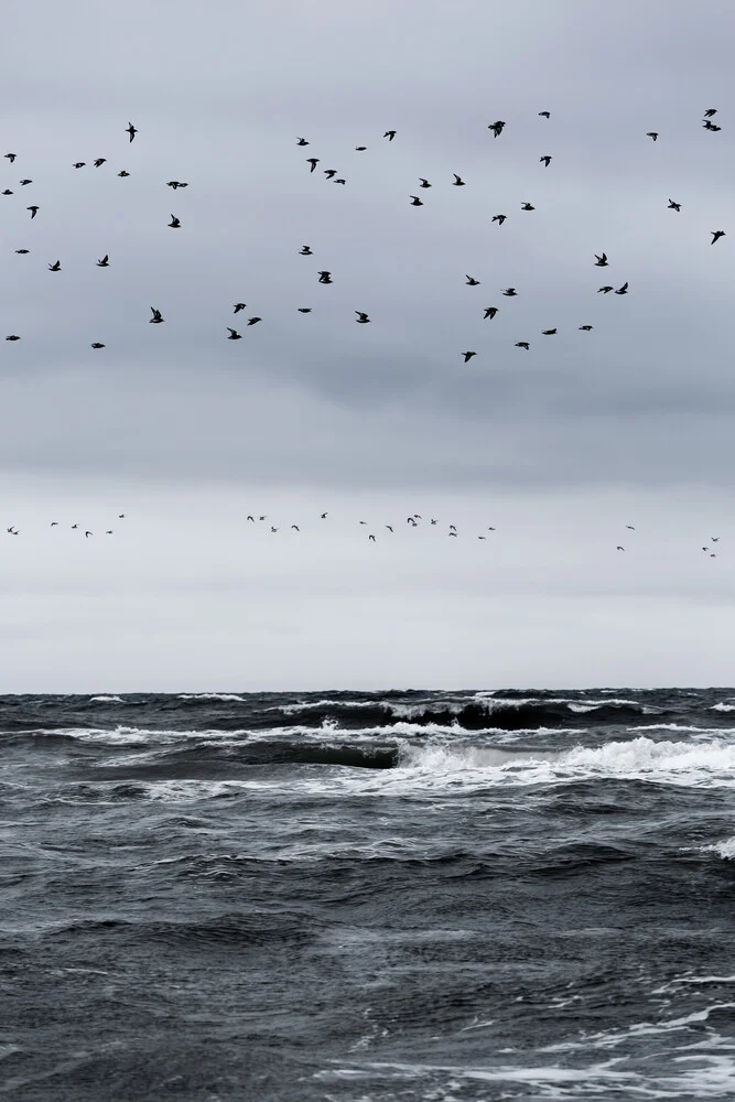 Birds and the Sea - fotokunst von Mareike Böhmer