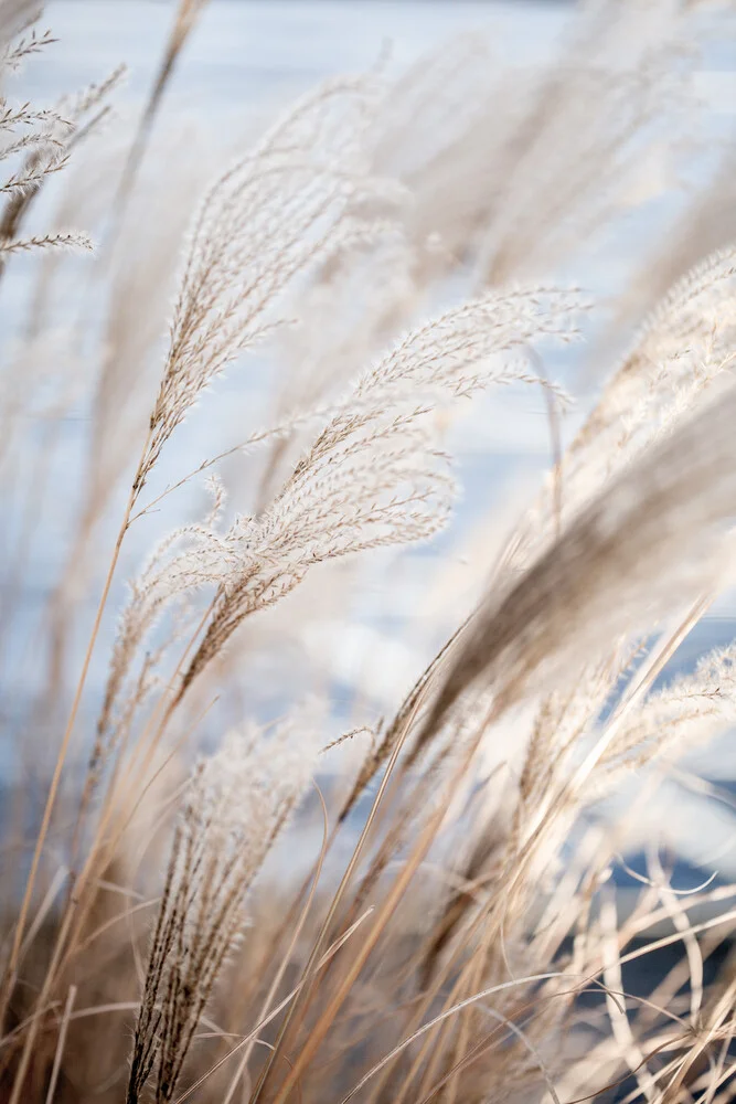 Grass 5 - Fineart photography by Mareike Böhmer