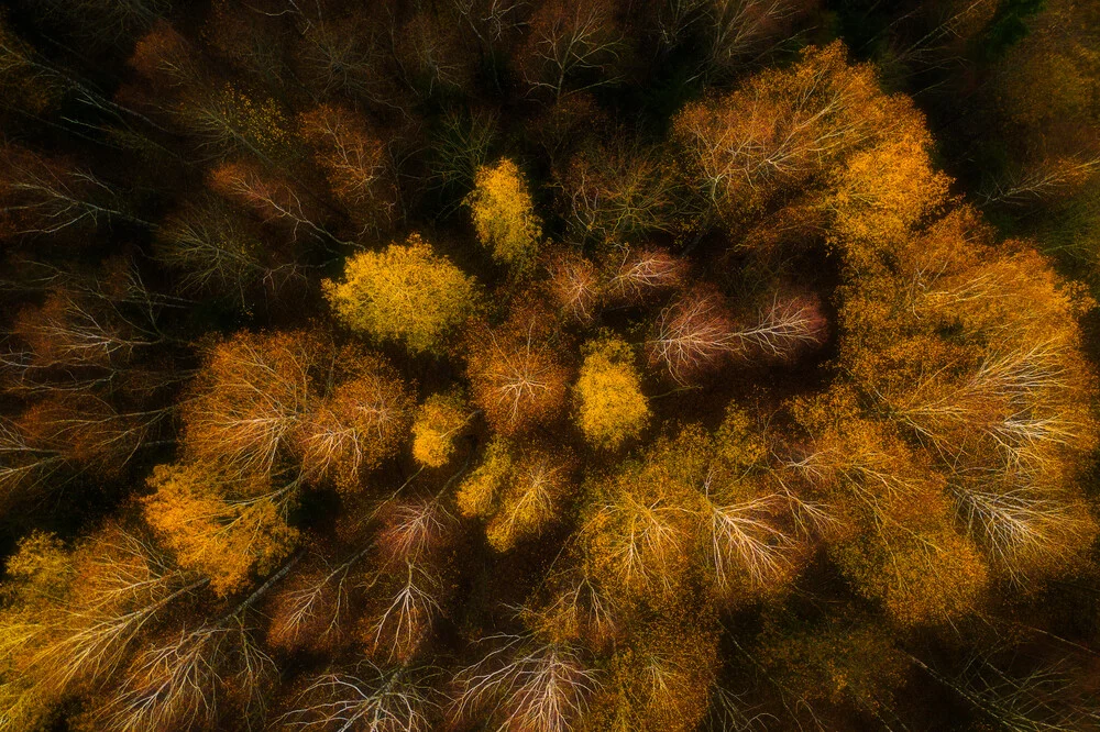 Autumn forest - fotokunst von Giedra Bartas
