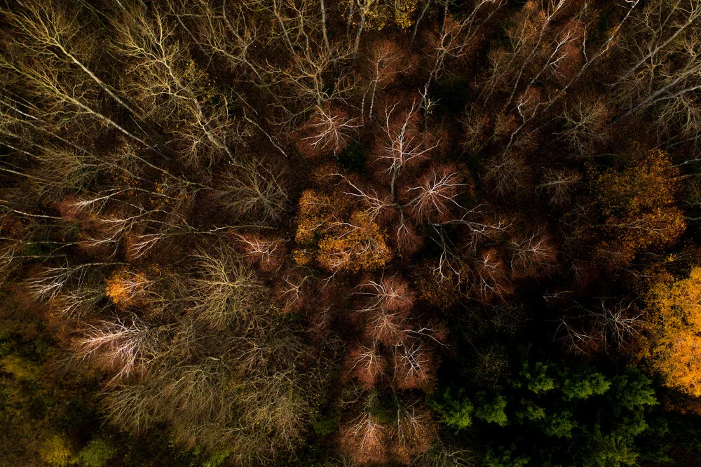 Forest veines - fotokunst von Giedra Bartas