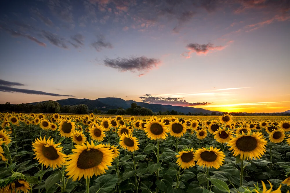 Sunflower - fotokunst von Nicklas Walther