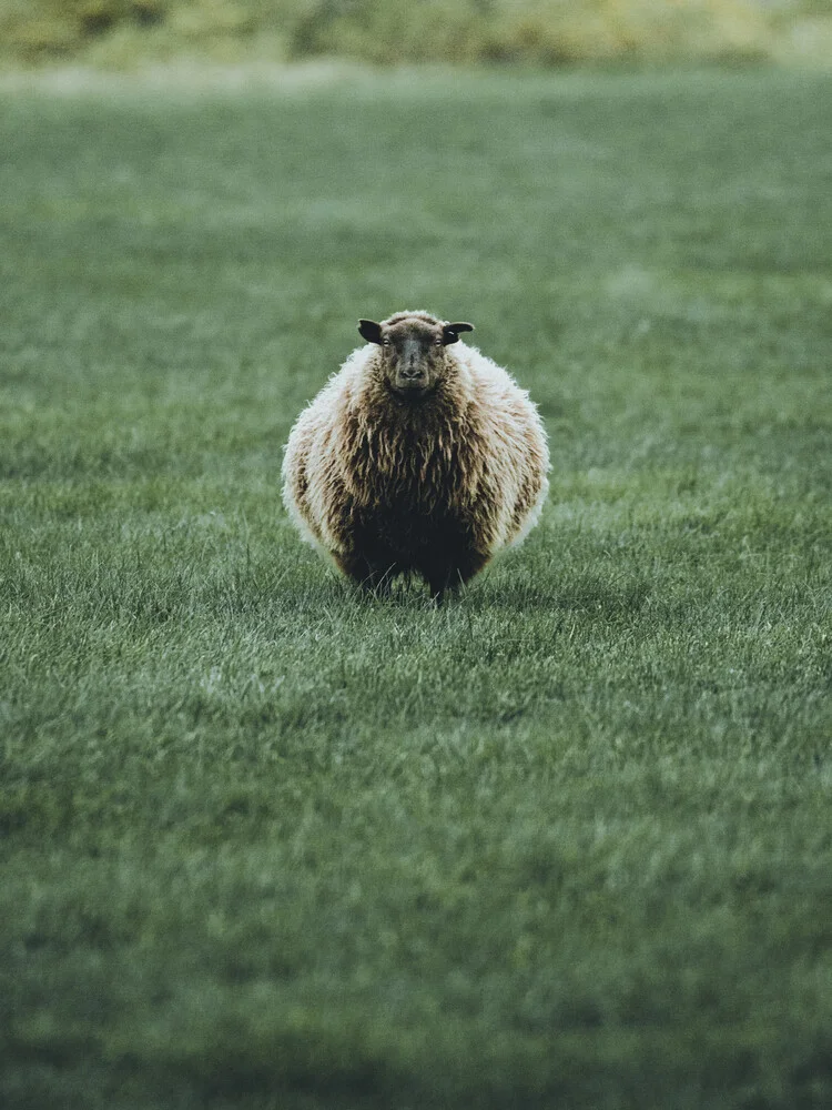 Portrait of an icelandic shep - Fineart photography by Franz Sussbauer