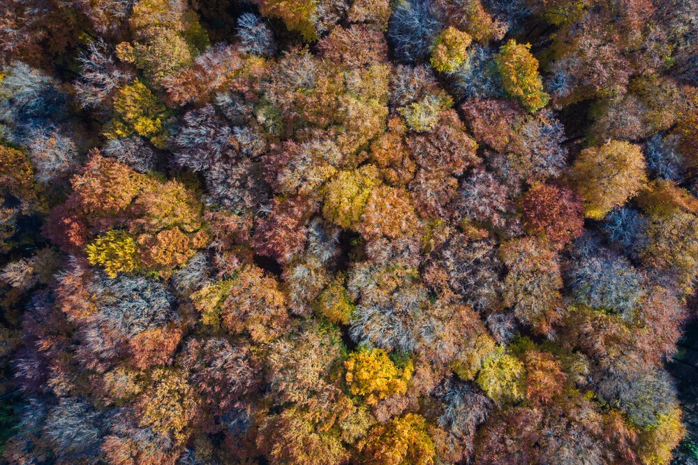 HERBST - fotokunst von Roman Becker