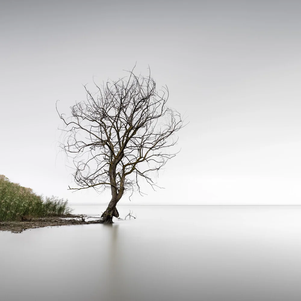 Trasimeno Tree | Umbrien - fotokunst von Ronny Behnert