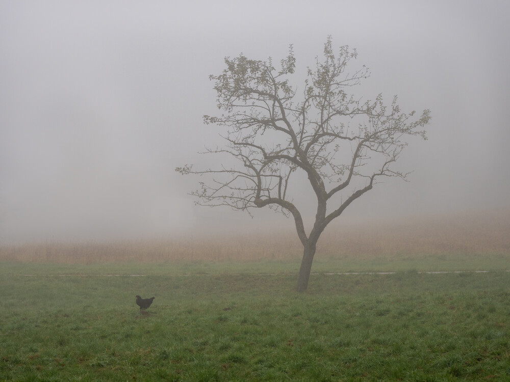 morning fog - Fineart photography by Bernd Grosseck