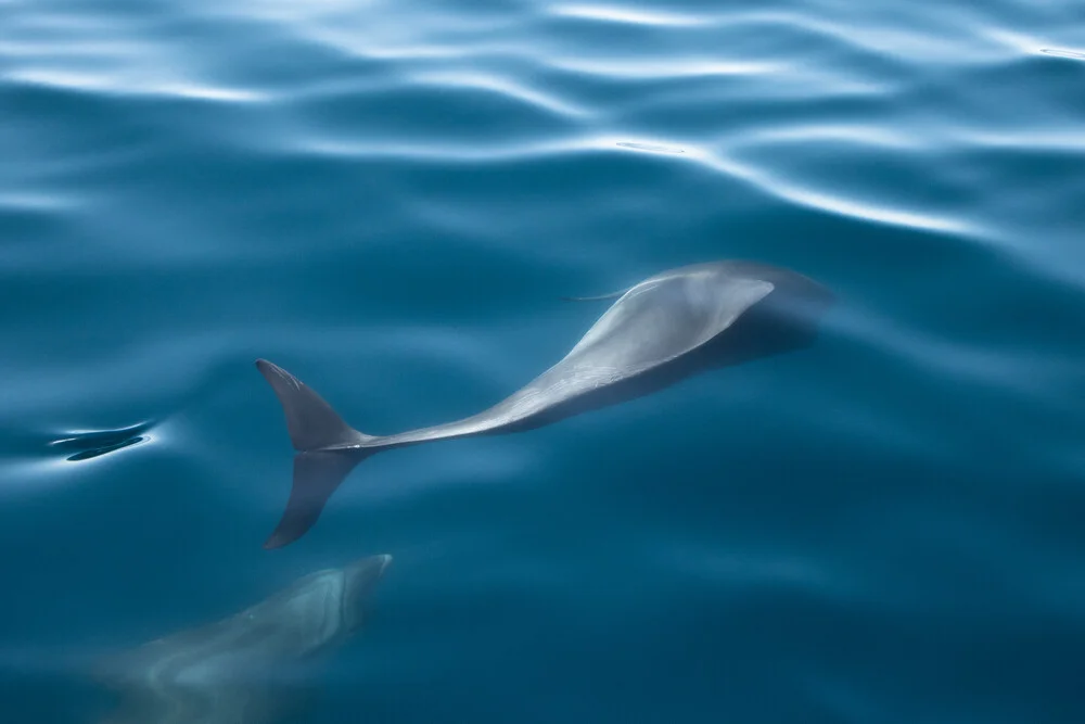 Delfine - fotokunst von Marius Kayser