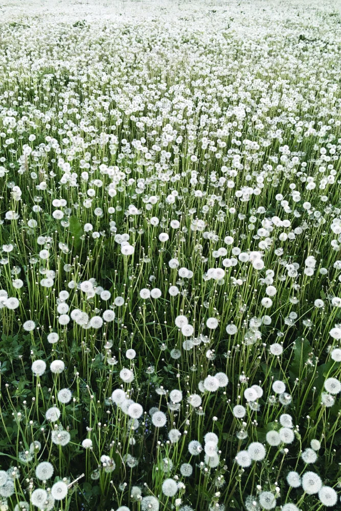 Blowball Heaven - fotokunst von Studio Na.hili