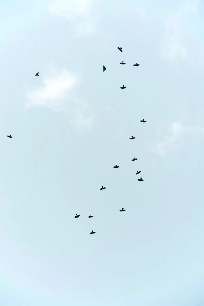 Birds Flying South - fotokunst von Studio Na.hili