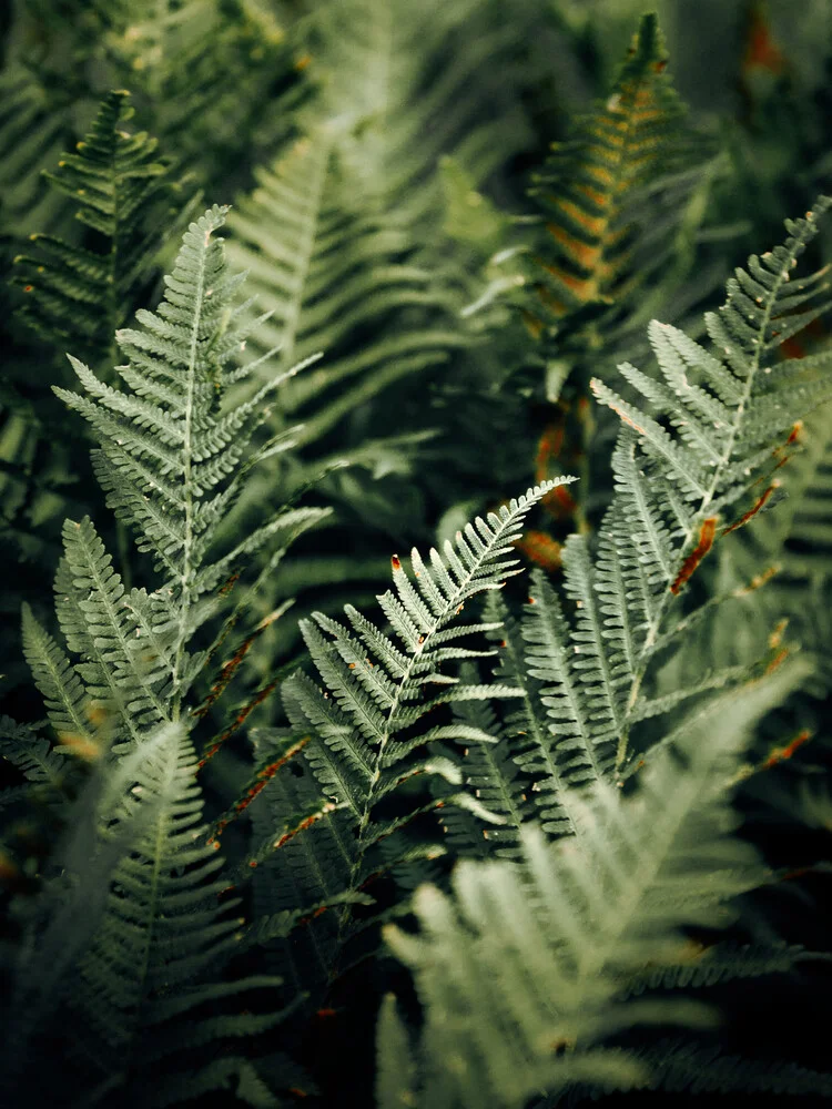 Green leaf - fotokunst von Nicklas Walther