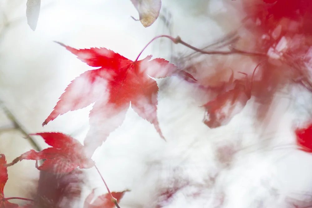 Dancing leaves - Fineart photography by Thomas Staubli