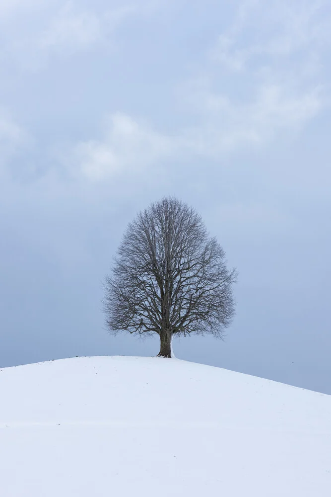 Lindenbaum im Winter - fotokunst von Thomas Staubli