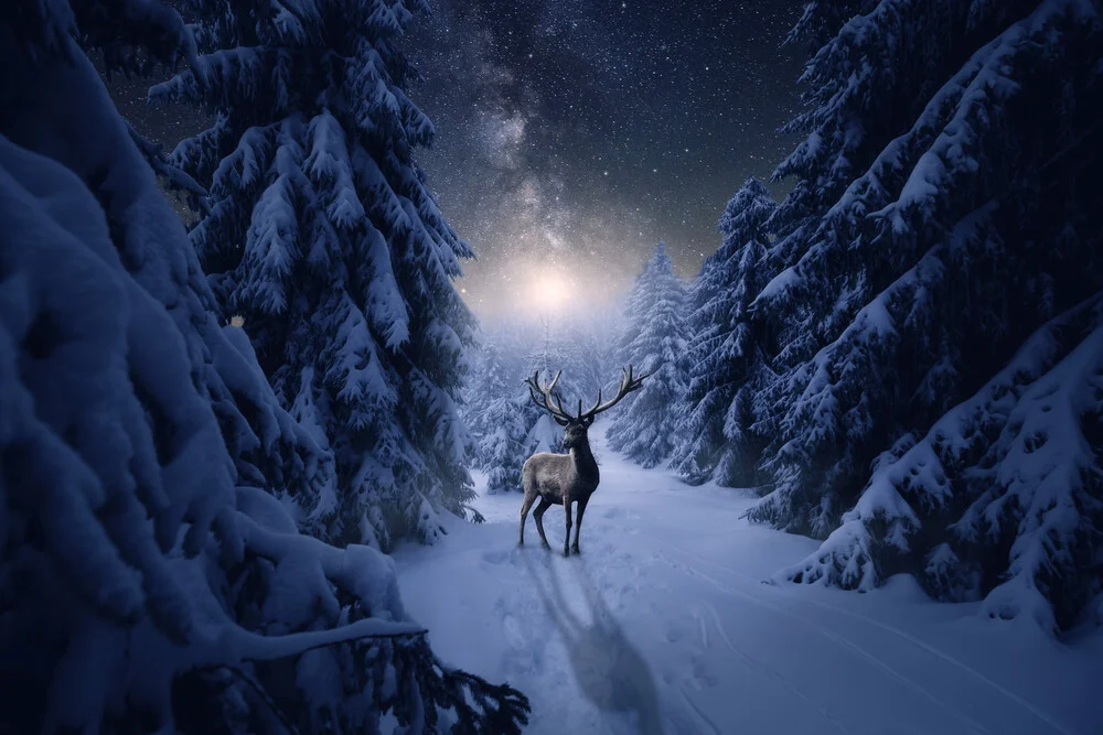 Einsamer Hirsch in einer Winternacht - fotokunst von Oliver Henze