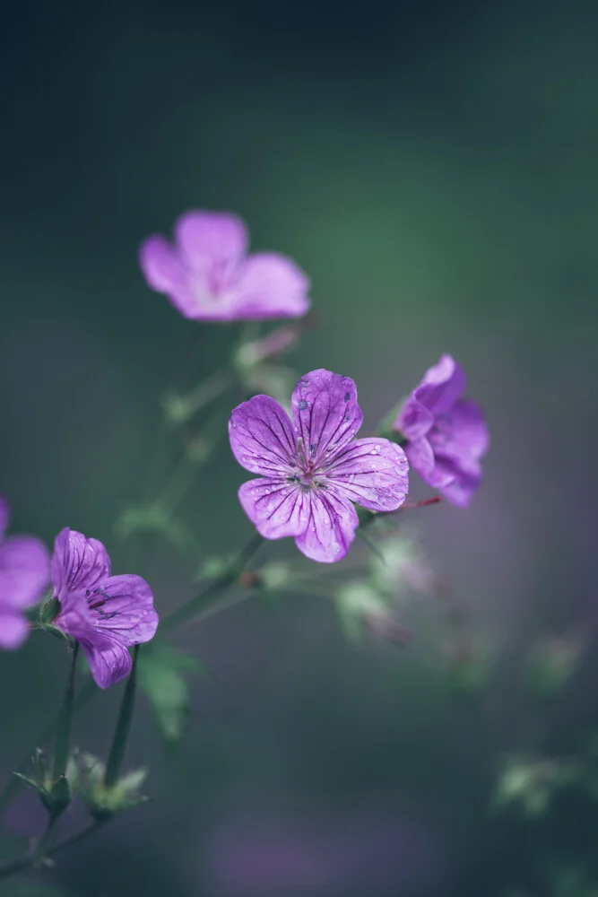 Storchschnabel Blüte Geranium - fotokunst von Nadja Jacke