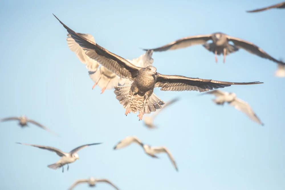 Seagulls in Flight - Fineart photography by Sebastian Worm