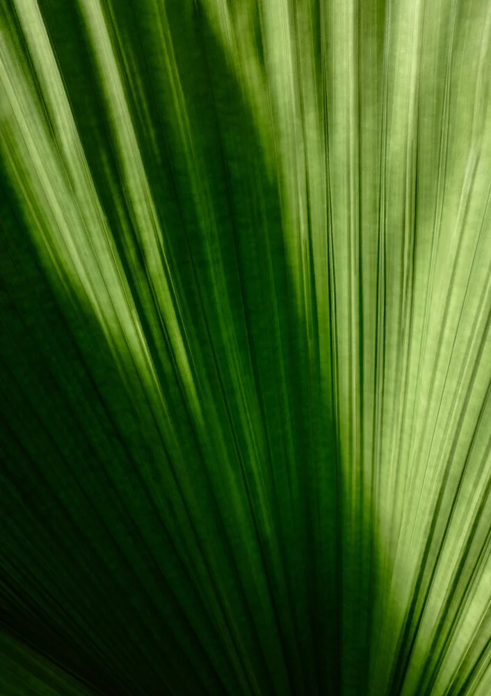 Palm leaf - Fineart photography by Christina Ernst