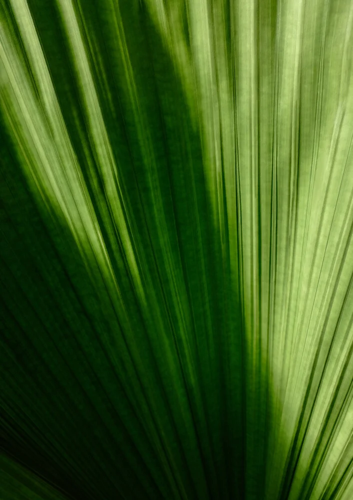 Palmenblatt - fotokunst von Christina Ernst