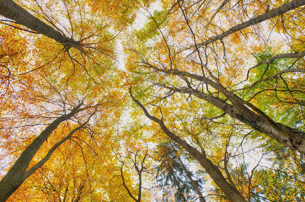 Herbstfarben - fotokunst von Rolf Schnepp