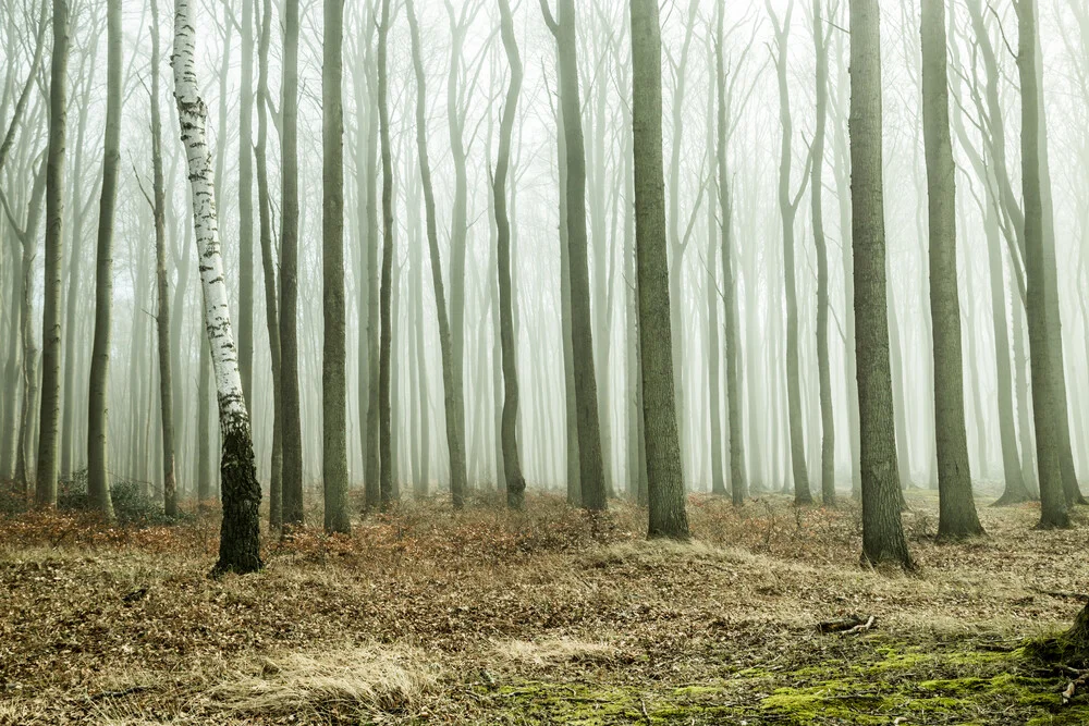 Ghost forest Nienhagen III - Fineart photography by Susanne Krauss