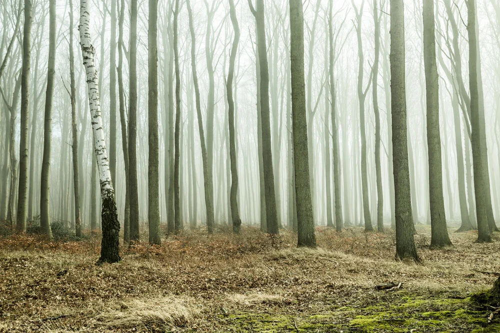 Gespensterwald Nienhagen III - fotokunst von Susanne Krauss