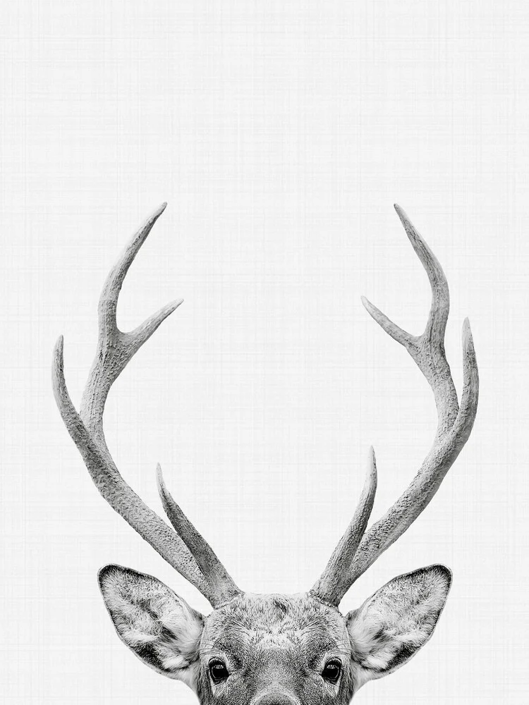 Deer - fotokunst von Vivid Atelier