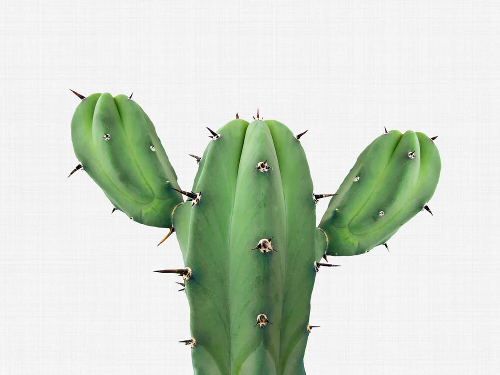 Cactus 1 - fotokunst von Vivid Atelier