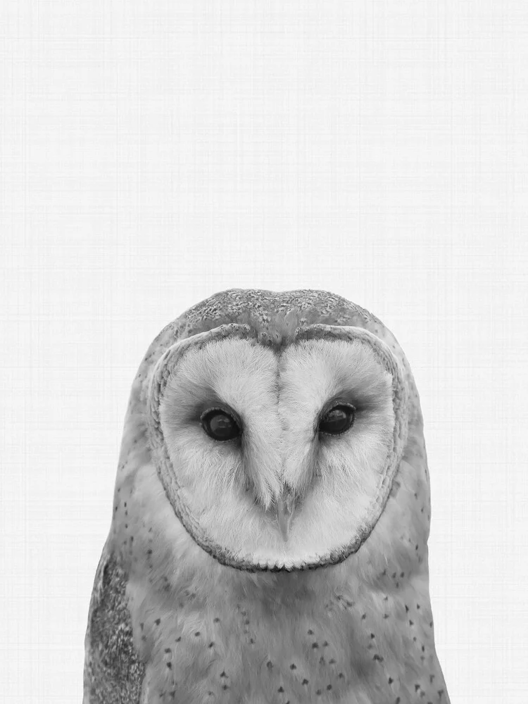Owl - fotokunst von Vivid Atelier
