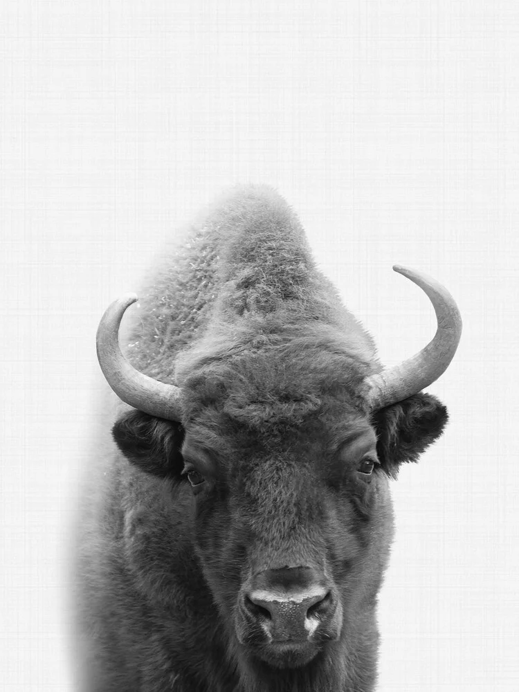 Bison - fotokunst von Vivid Atelier