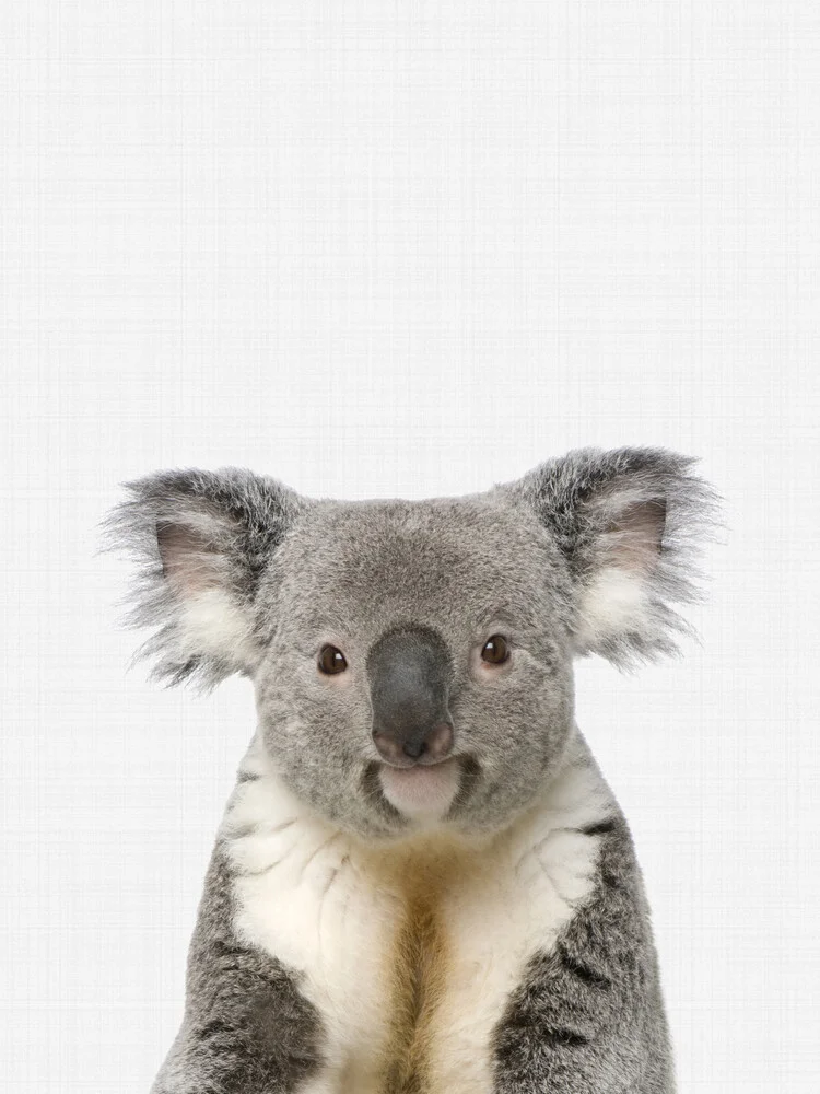 Koala - fotokunst von Vivid Atelier