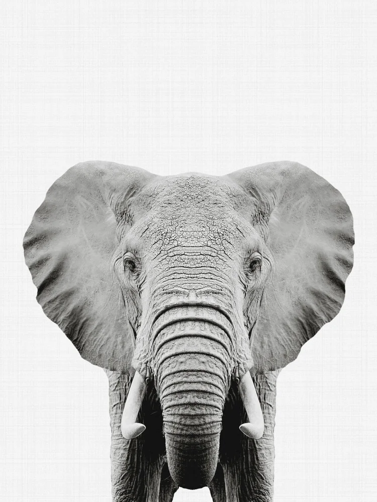 Elephant (Black and White) - fotokunst von Vivid Atelier