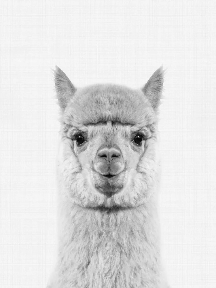 Alpaca (Black and White) - fotokunst von Vivid Atelier