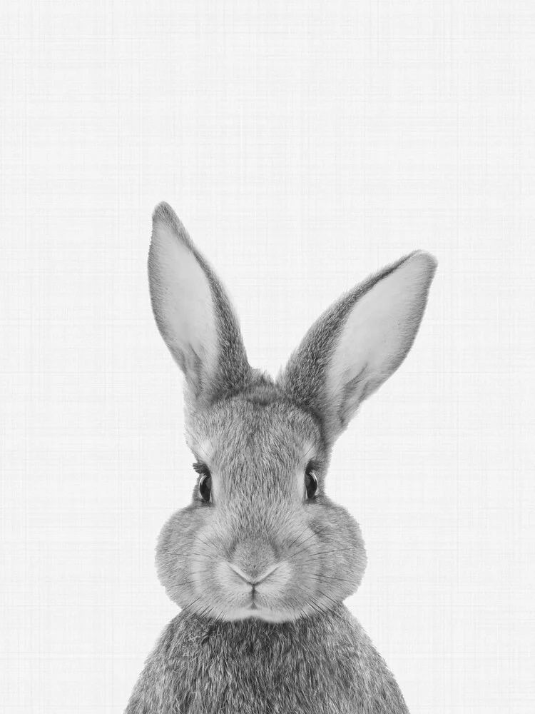 Rabbit (Black and White) - fotokunst von Vivid Atelier