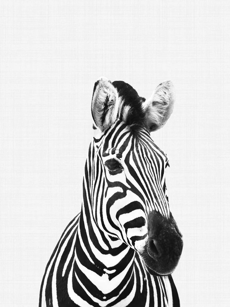 Zebra (Black and White) - fotokunst von Vivid Atelier